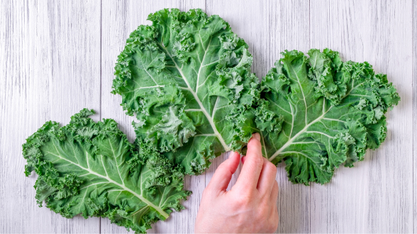 Kale: beneficios, propiedades y cómo incorporarlo a tu dieta