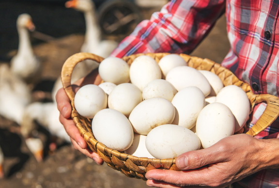 Huevos de patos siendo recolectados en canasta
