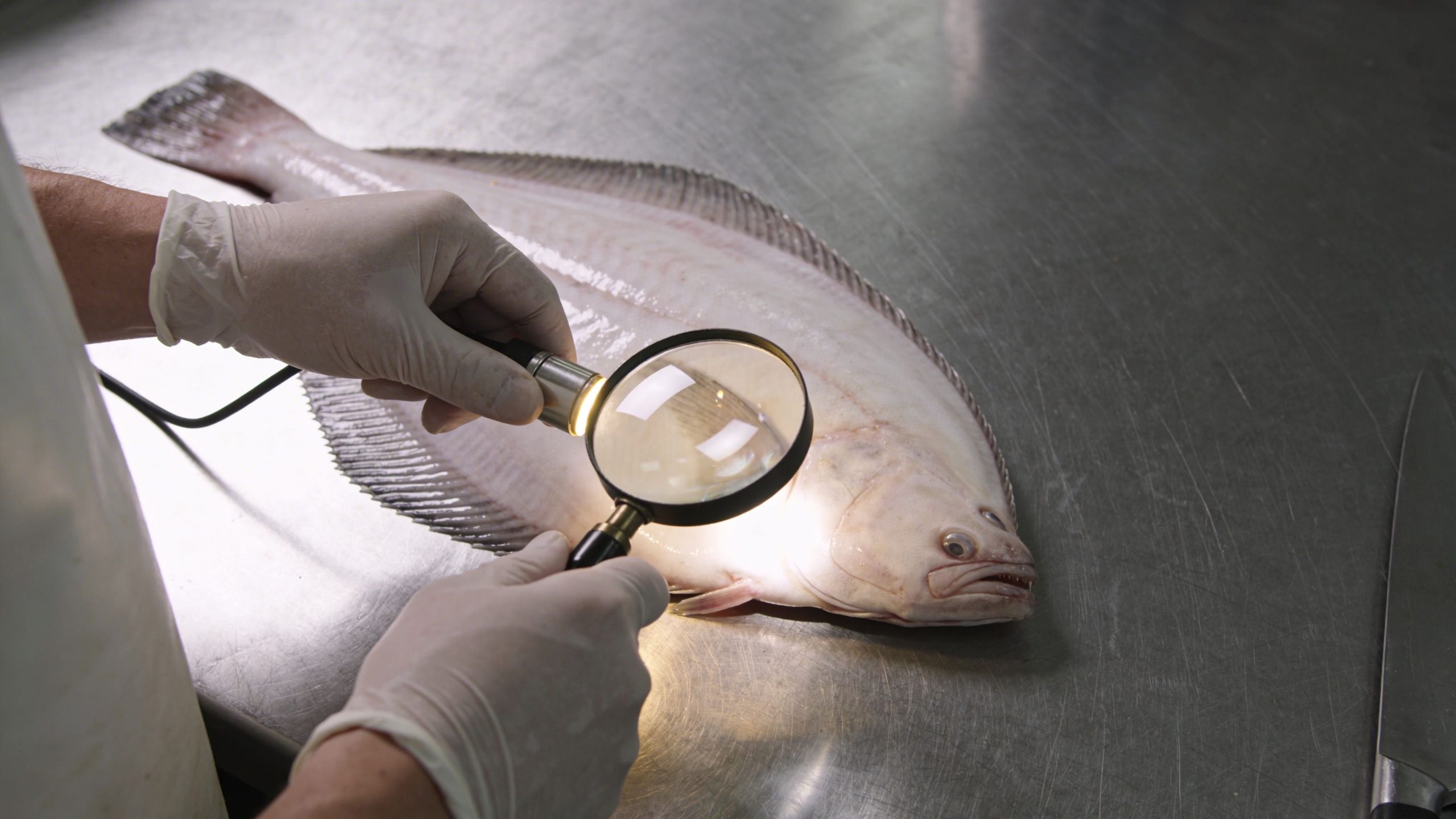 Un profesional con guantes blancos inspecciona un pescado fresco sobre una mesa de acero con una lupa iluminada.
